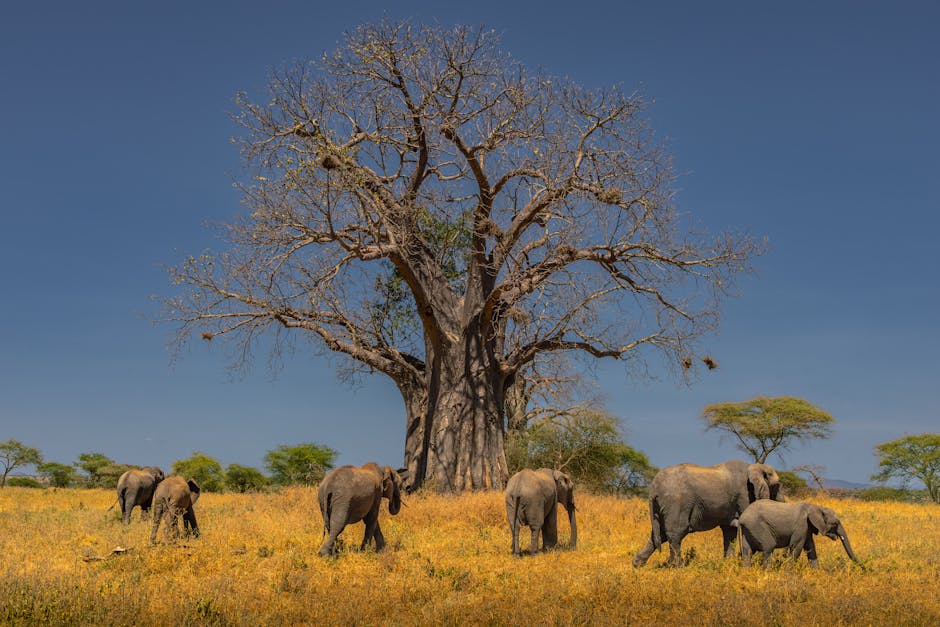 Le vieux baobab de Mahajanga – J’adore voyager | L’Incontournable Magazine du voyage